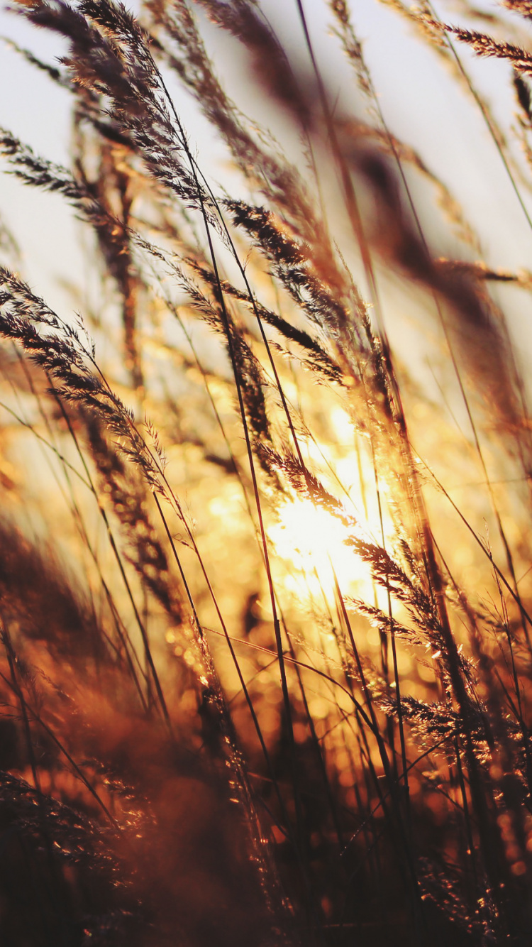 Braunes Gras Während Der Goldenen Stunde. Wallpaper in 750x1334 Resolution