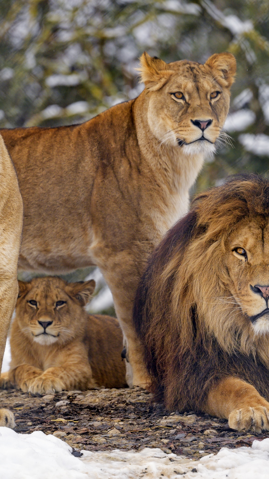 Leones, Tigre, León y Leona, Fauna, Los Carnívoros. Wallpaper in 1080x1920 Resolution