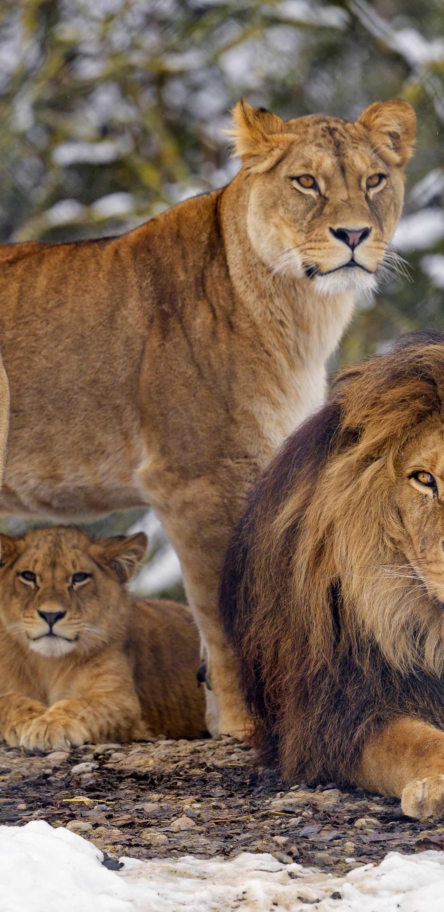 Leones, Tigre, León y Leona, Fauna, Los Carnívoros. Wallpaper in 1440x2960 Resolution