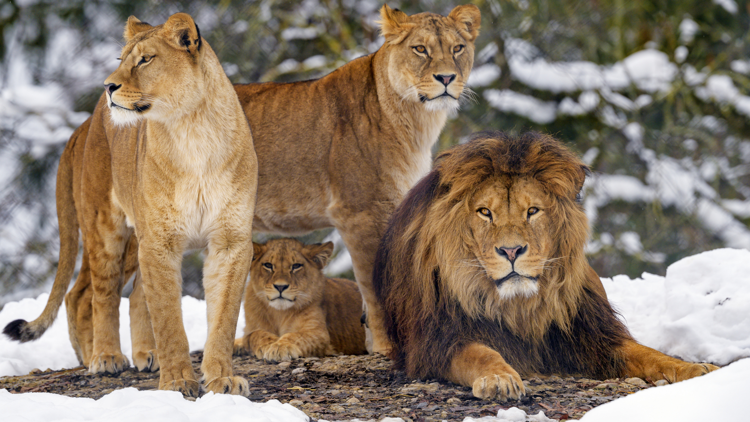Leones, Tigre, León y Leona, Fauna, Los Carnívoros. Wallpaper in 2560x1440 Resolution