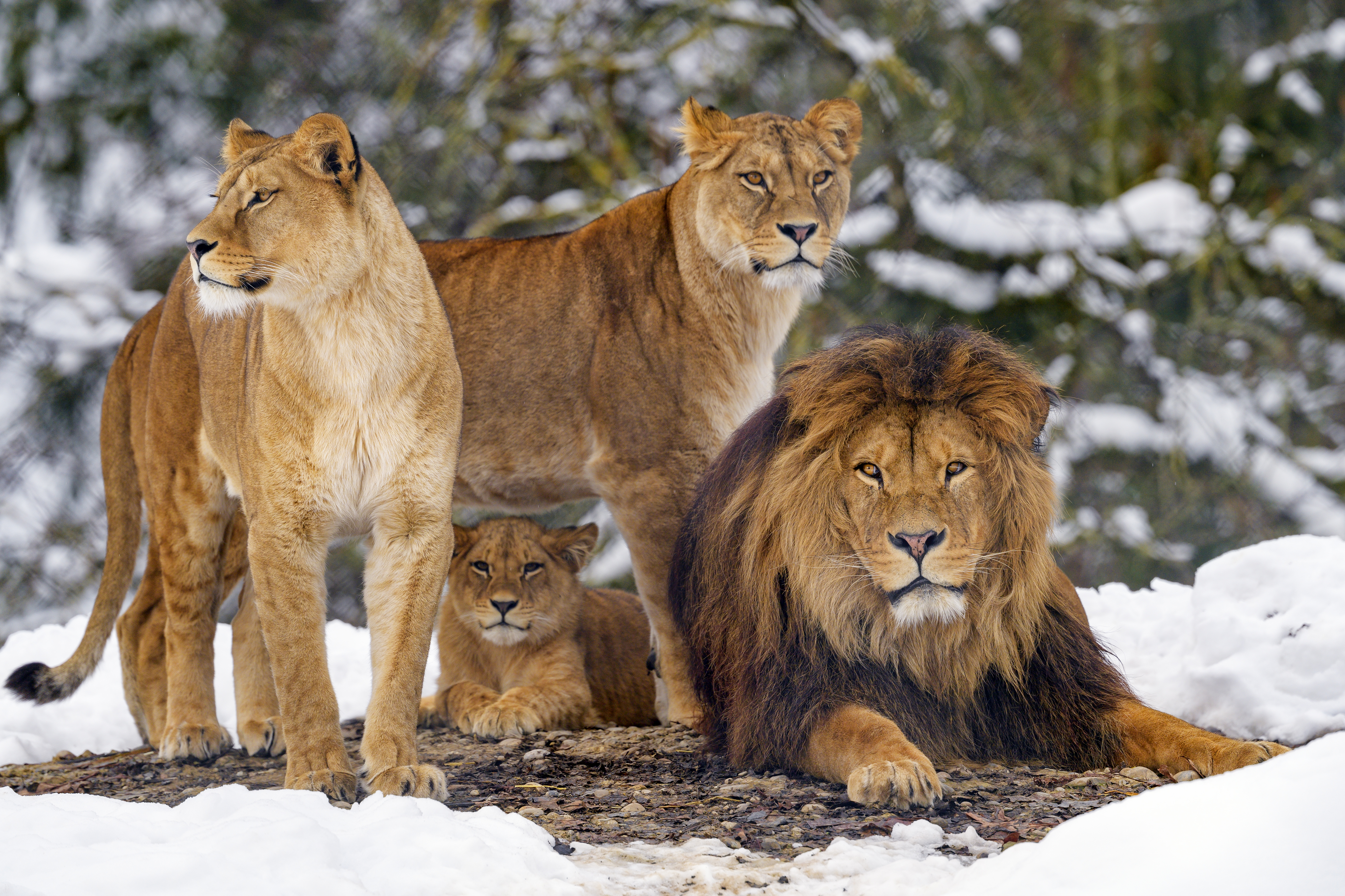 lion family wallpaper 4k