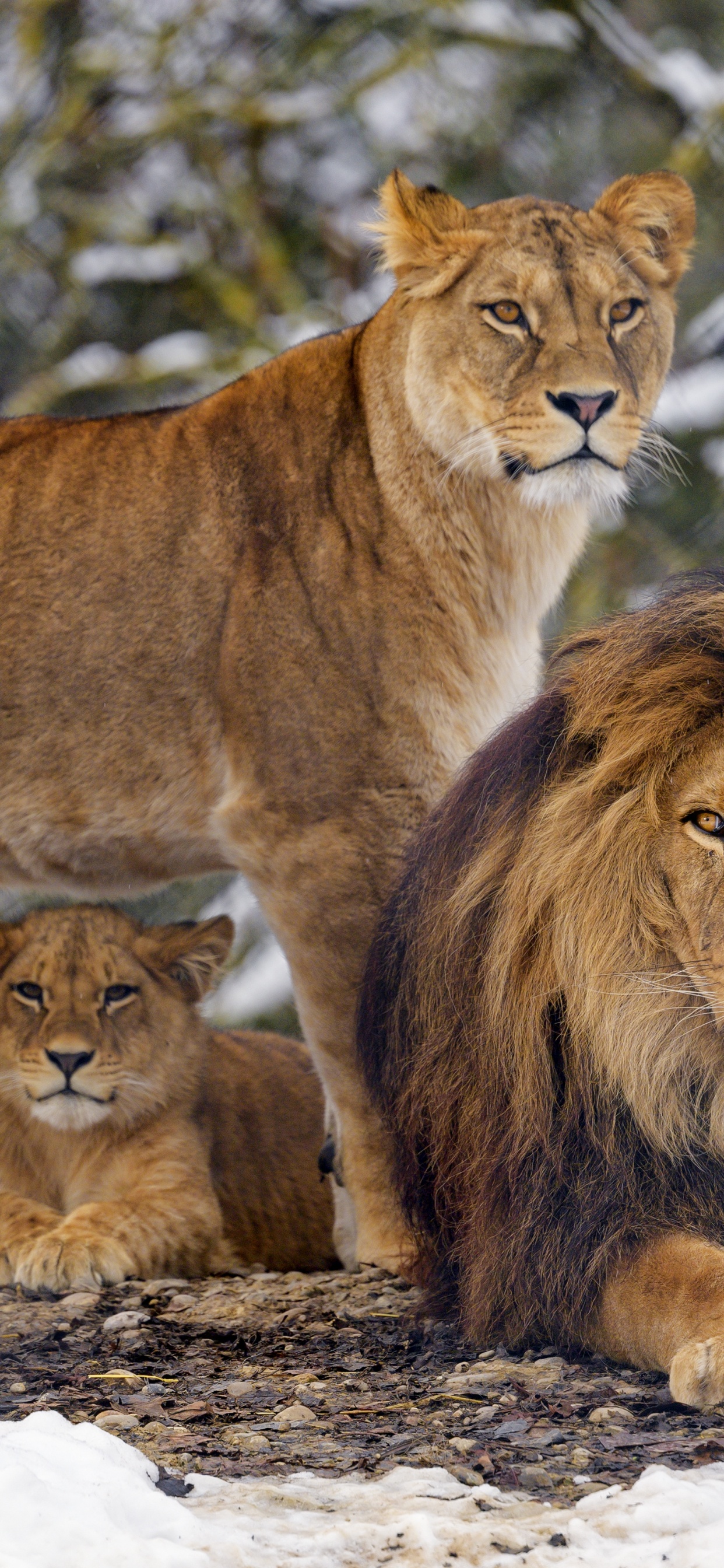 Lion, Tigre, Lion et Lionne, Big Cat, Neige. Wallpaper in 1242x2688 Resolution