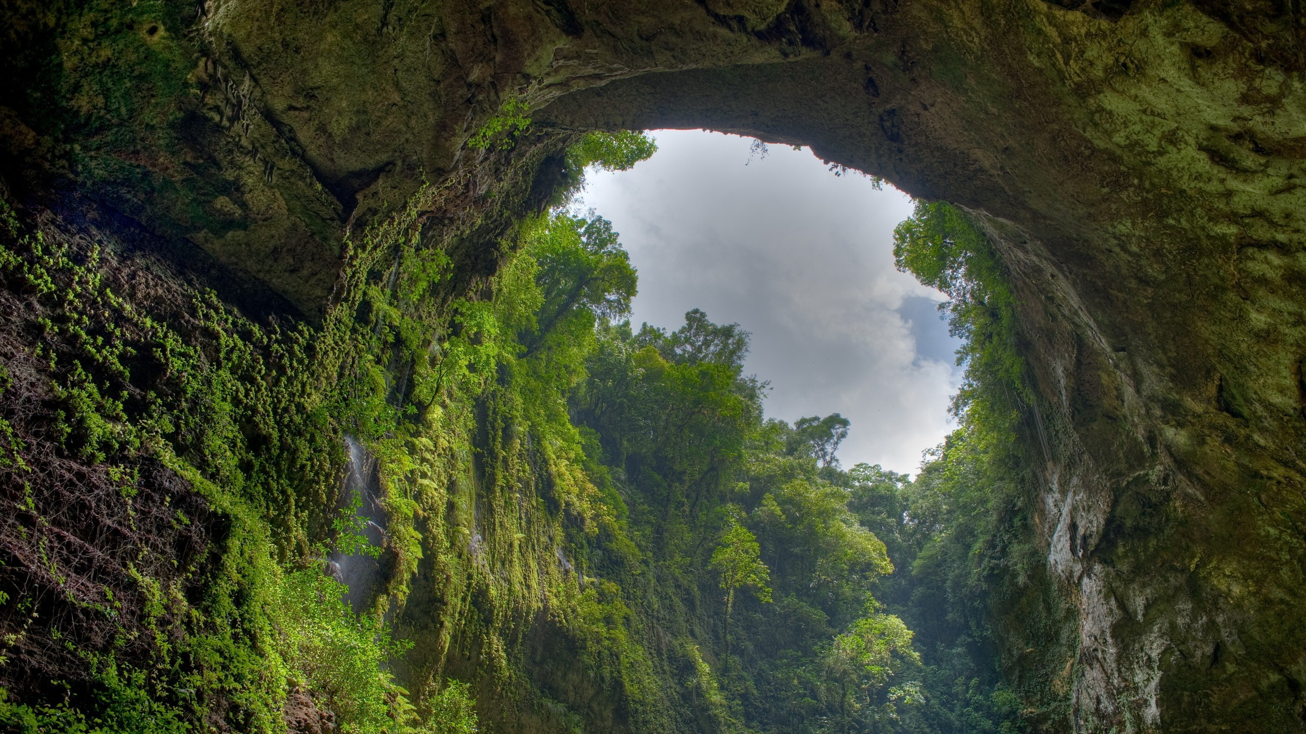 Tagsüber Grüne Bäume Unter Weißen Wolken. Wallpaper in 2560x1440 Resolution
