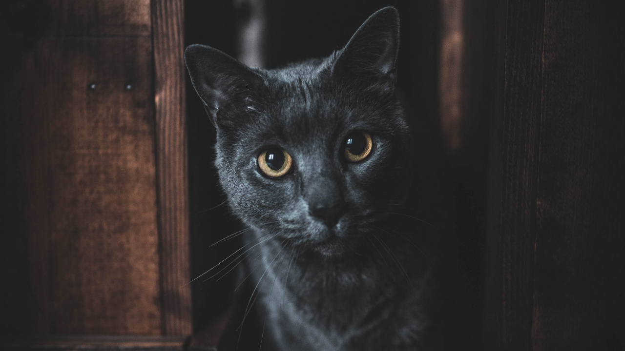 Black Cat in Brown Wooden Door. Wallpaper in 1280x720 Resolution