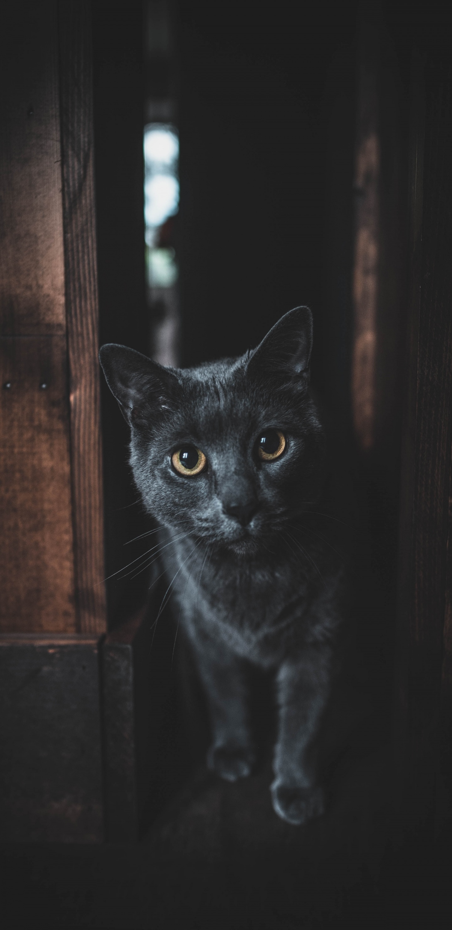 Schwarze Katze in Brauner Holztür. Wallpaper in 1440x2960 Resolution