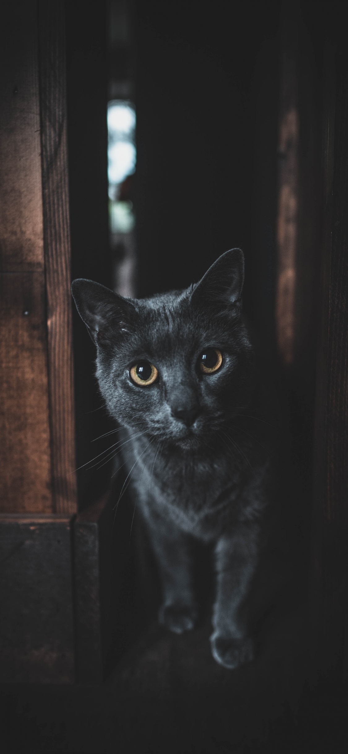 Chat Noir Dans Une Porte en Bois Marron. Wallpaper in 1125x2436 Resolution
