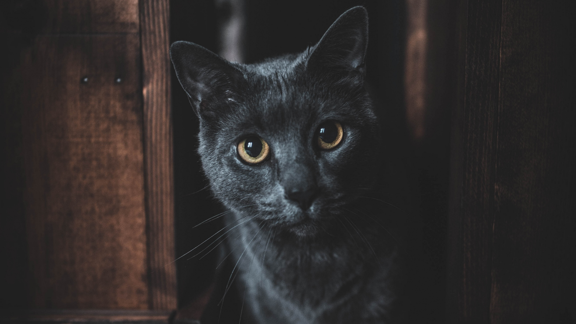 Chat Noir Dans Une Porte en Bois Marron. Wallpaper in 1920x1080 Resolution