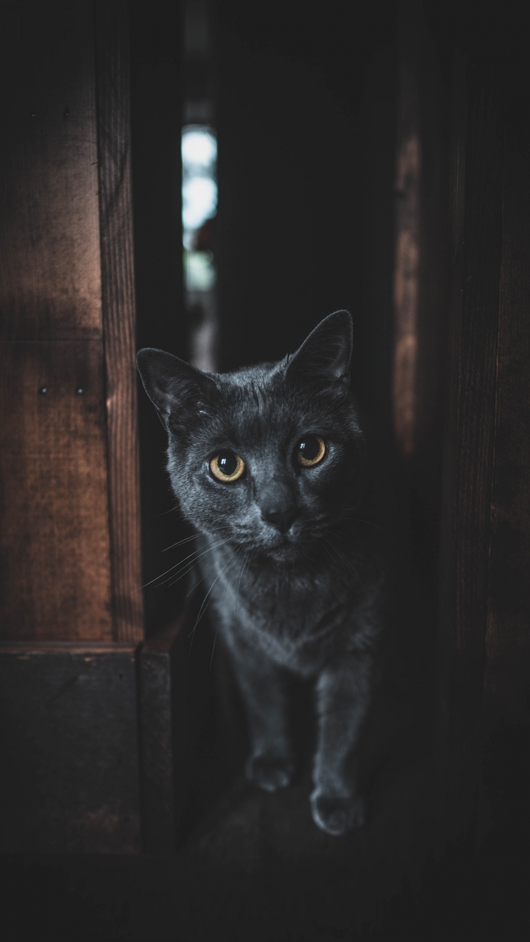 小猫, 胡须, 黑色的, 猫科, 黑色的猫 壁纸 1080x1920 允许