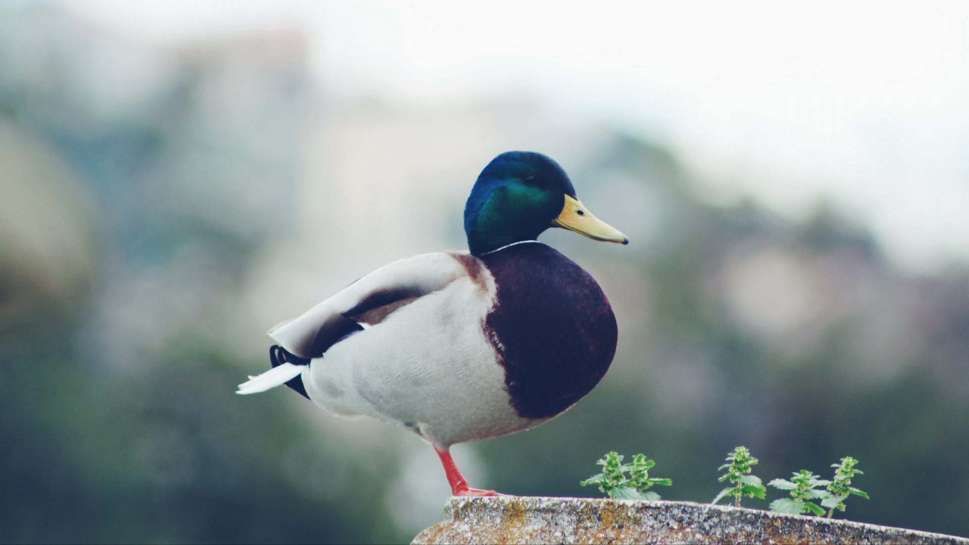 Mallard Duck on Green Plant. Wallpaper in 1920x1080 Resolution
