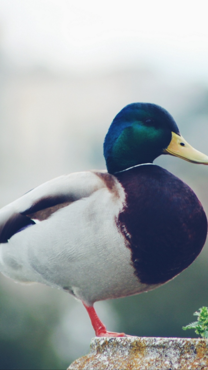 Mallard Duck on Green Plant. Wallpaper in 720x1280 Resolution