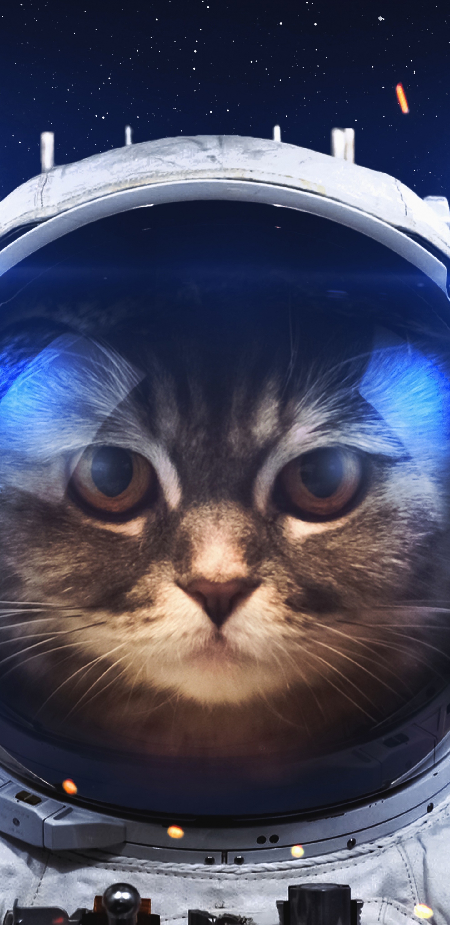 Gato Blanco y Negro en Traje Azul y Blanco. Wallpaper in 1440x2960 Resolution