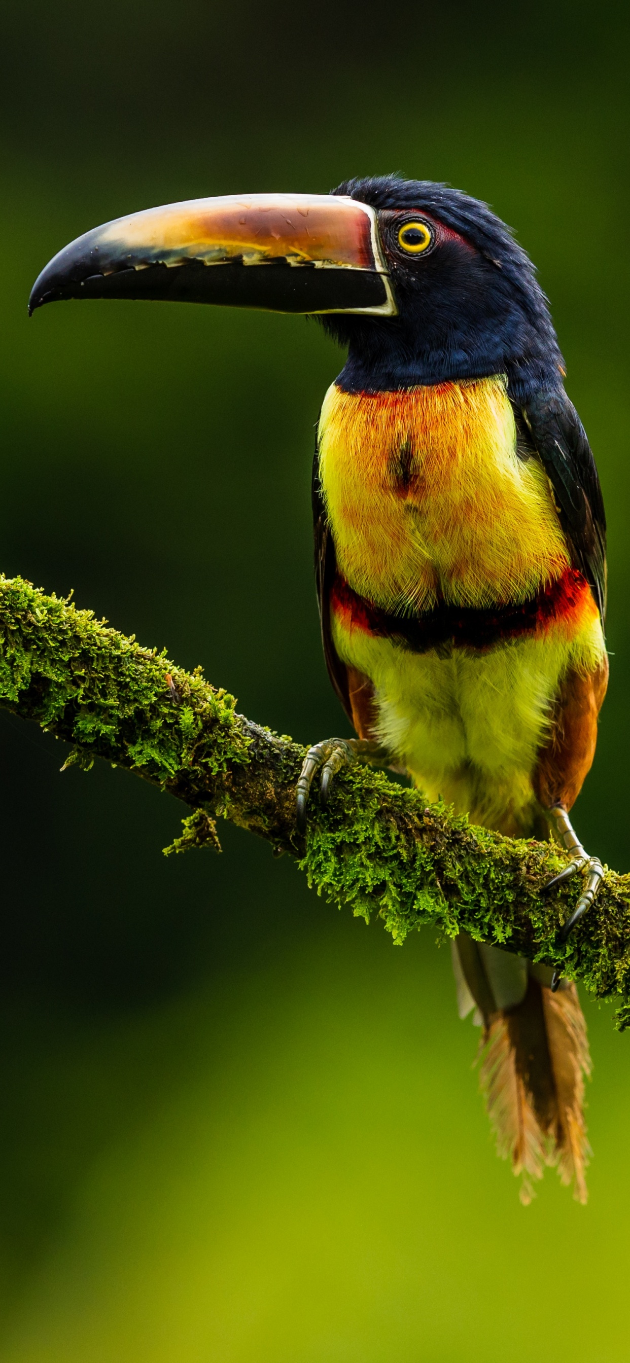 Schwarzer Gelber Und Roter Vogel Auf Braunem Ast. Wallpaper in 1242x2688 Resolution