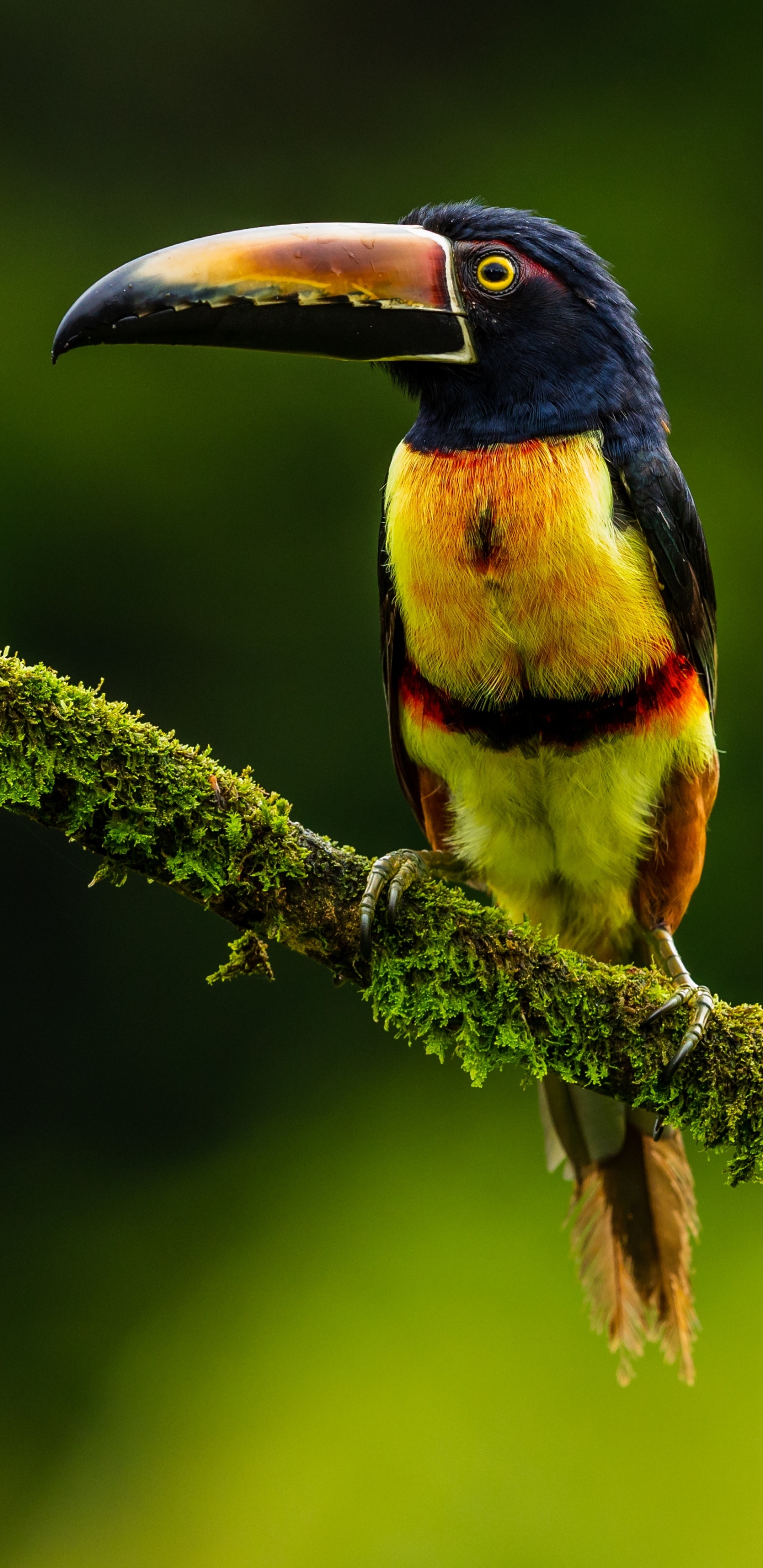 Schwarzer Gelber Und Roter Vogel Auf Braunem Ast. Wallpaper in 1440x2960 Resolution