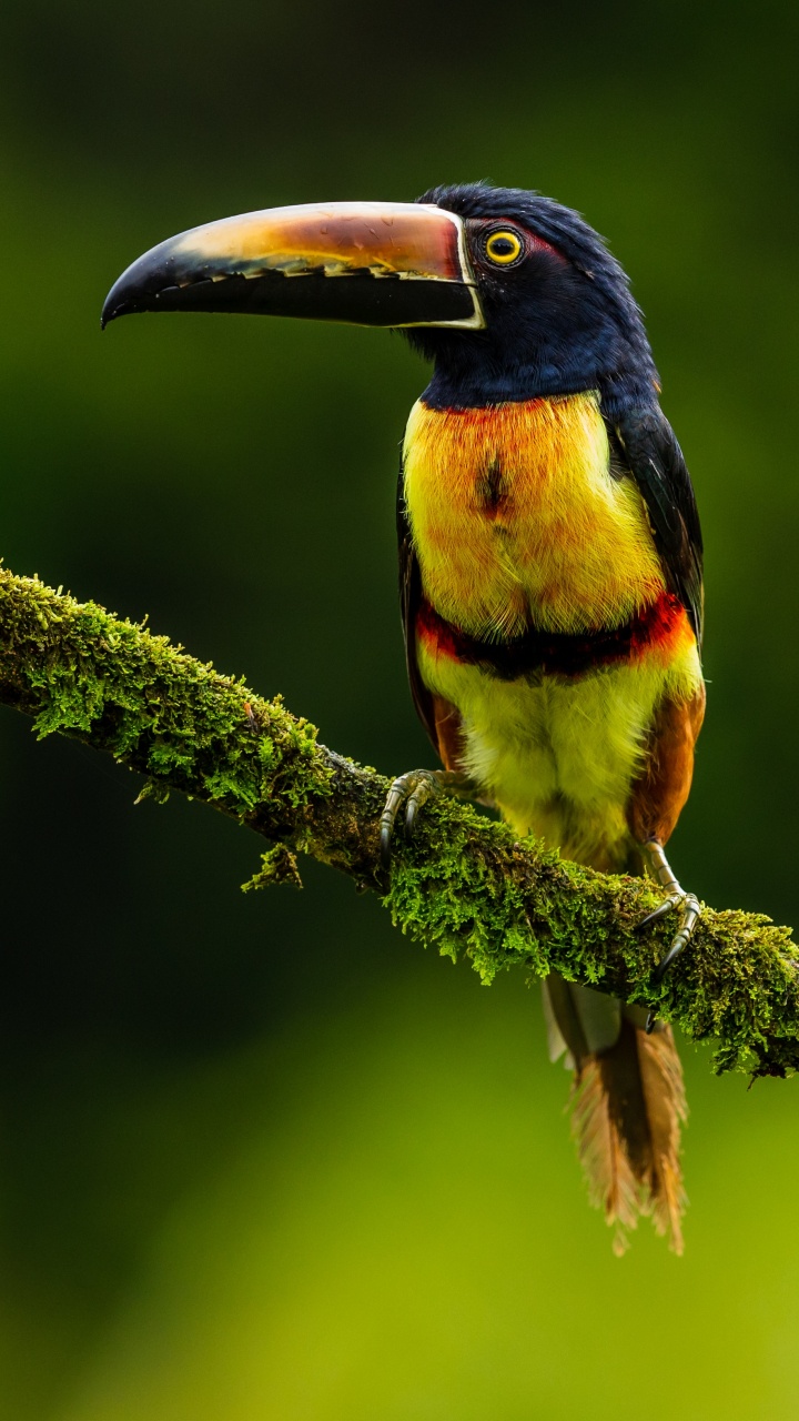 Oiseau Noir Jaune et Rouge Sur Une Branche D'arbre Brune. Wallpaper in 720x1280 Resolution
