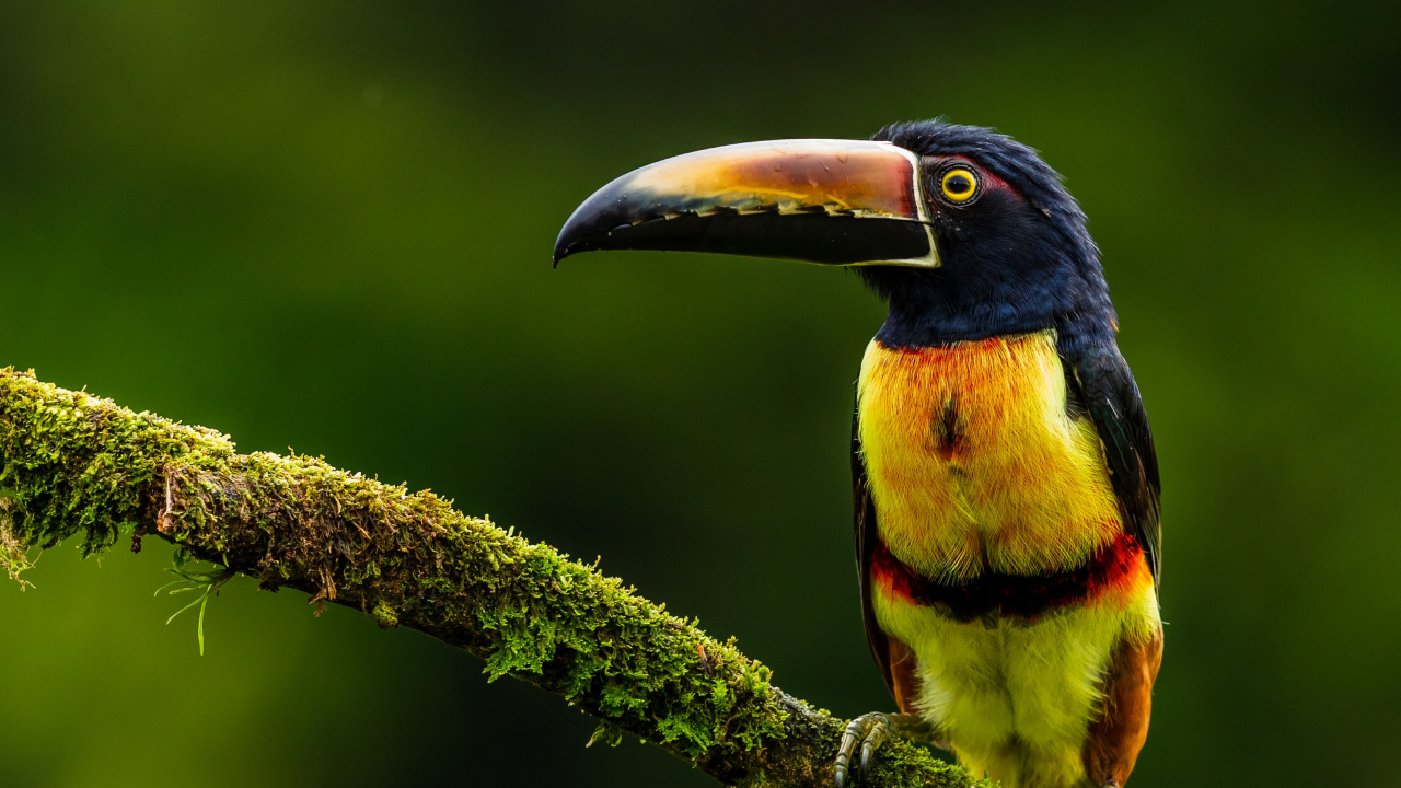Black Yellow and Red Bird on Brown Tree Branch. Wallpaper in 1280x720 Resolution