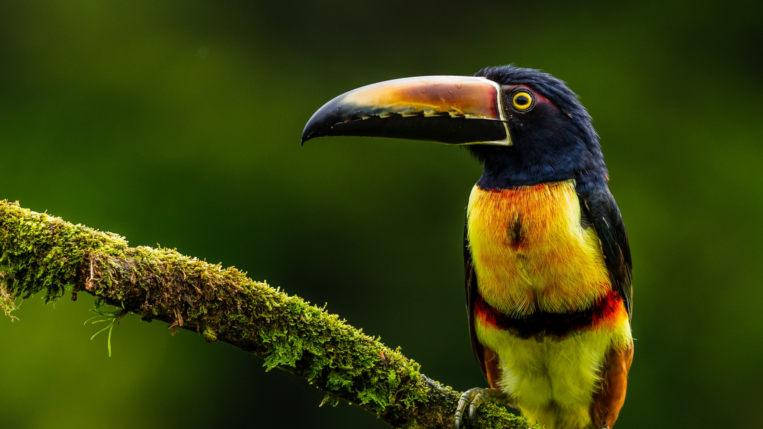 Pájaro Negro Amarillo y Rojo en la Rama de un Árbol Marrón. Wallpaper in 2560x1440 Resolution