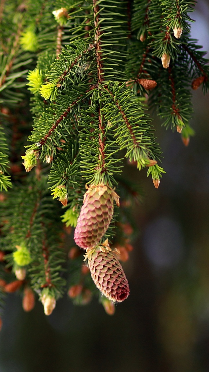 Green Pine Cones on Green Pine Tree. Wallpaper in 720x1280 Resolution