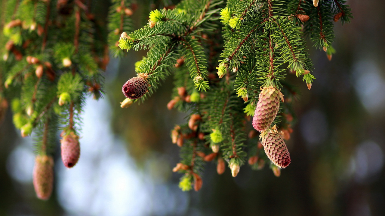 Grüne Tannenzapfen Auf Grünem Kiefernbaum. Wallpaper in 1280x720 Resolution