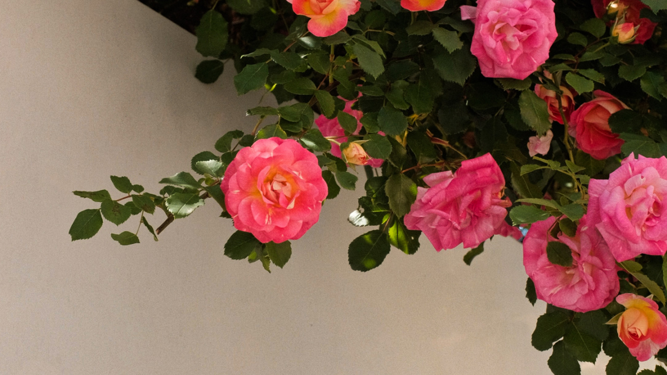 Blütenblatt, Hybrid Tea Rose, Botanik, Pink, Rose. Wallpaper in 1366x768 Resolution