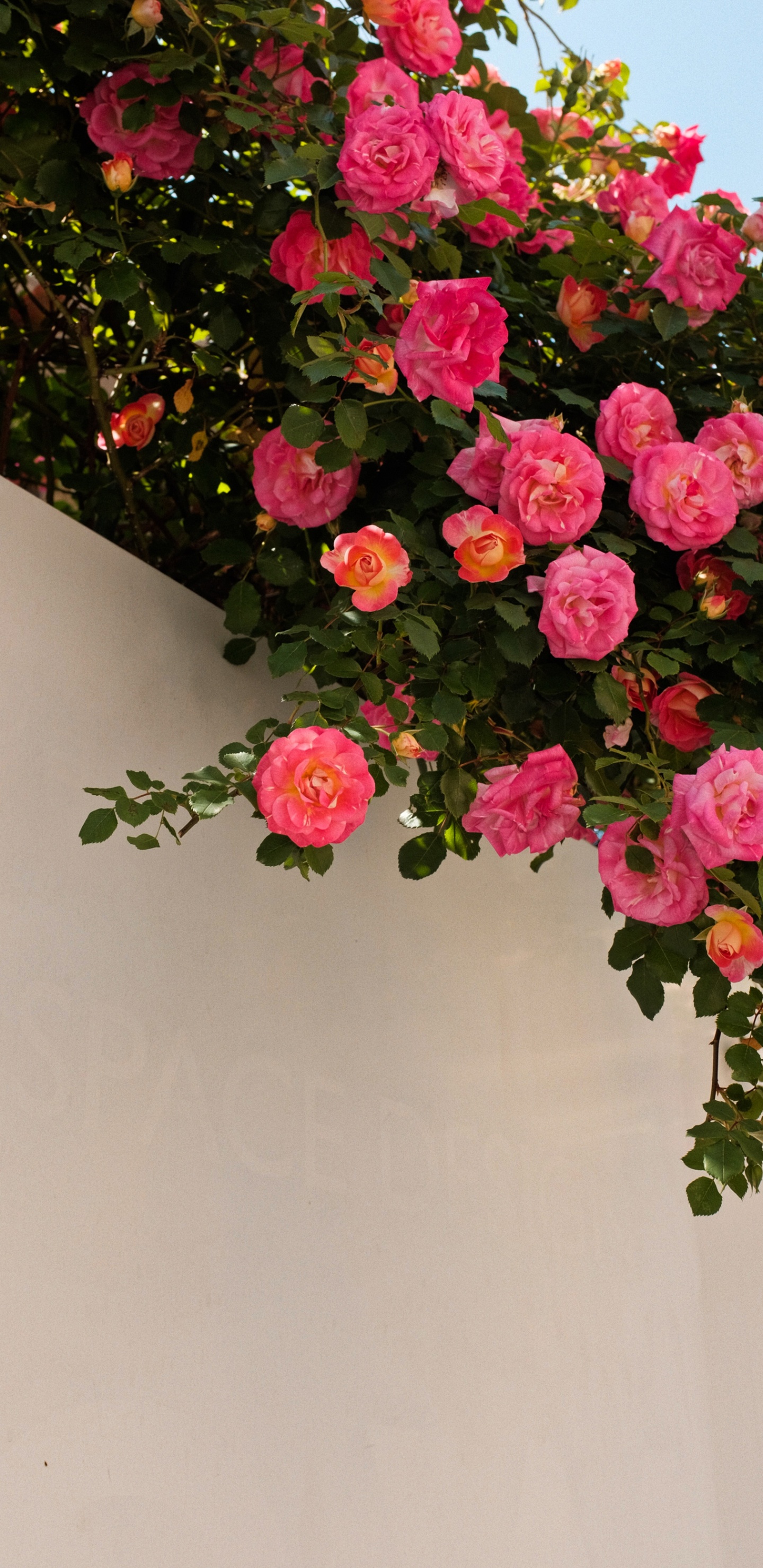 Blütenblatt, Hybrid Tea Rose, Botanik, Pink, Rose. Wallpaper in 1440x2960 Resolution