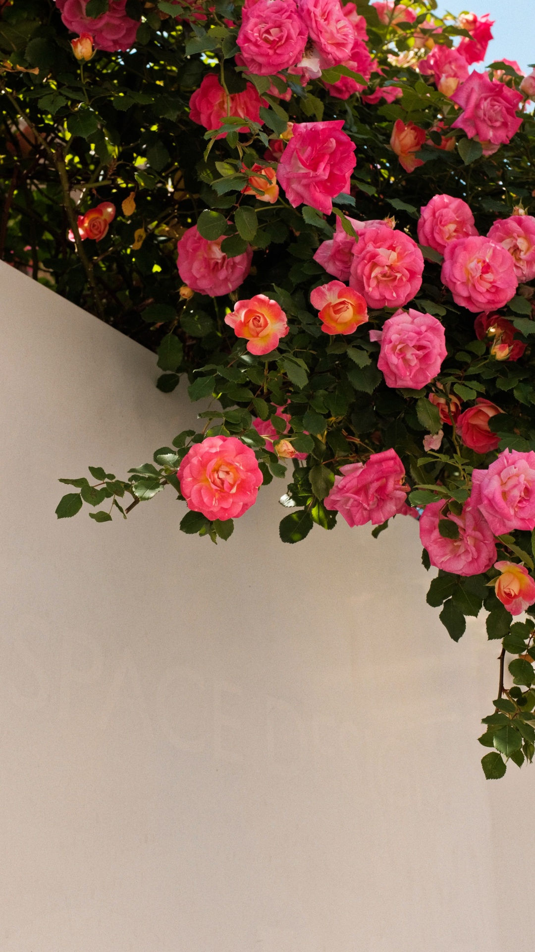 Flower, Plant, Petal, Hybrid Tea Rose, Botany. Wallpaper in 1080x1920 Resolution