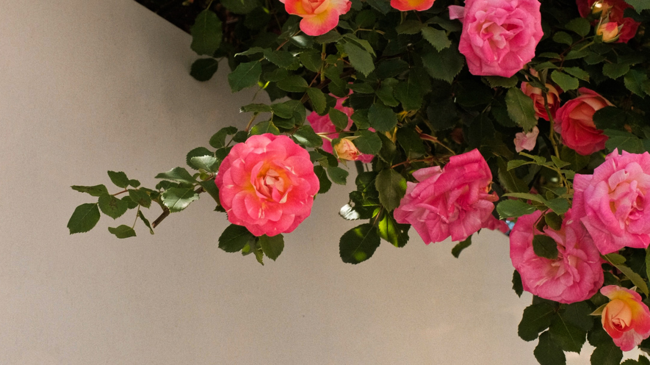 Flower, Plant, Petal, Hybrid Tea Rose, Botany. Wallpaper in 1280x720 Resolution