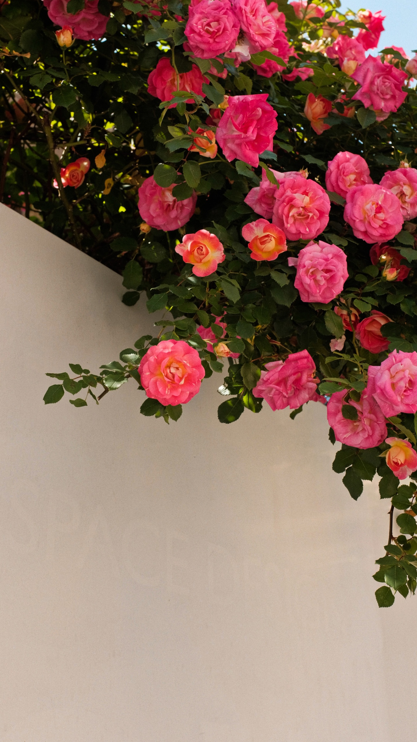 Flower, Plant, Petal, Hybrid Tea Rose, Botany. Wallpaper in 1440x2560 Resolution