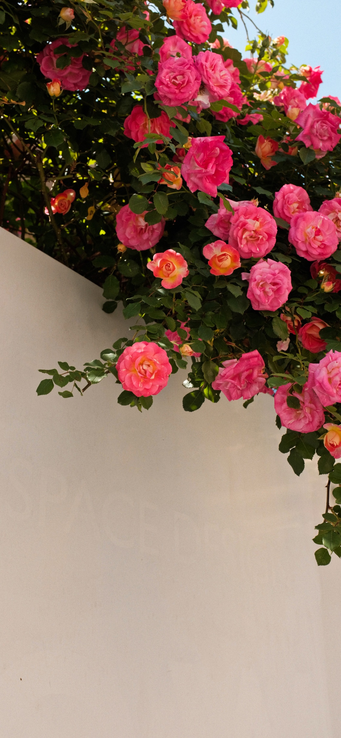 Pétale, Hybride de Thé à la Rose, Botanique, Pink, Roses. Wallpaper in 1125x2436 Resolution