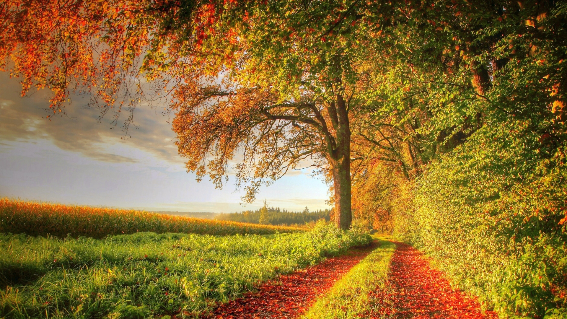 Red and Yellow Leaves on Ground Near Body of Water During Daytime. Wallpaper in 1920x1080 Resolution