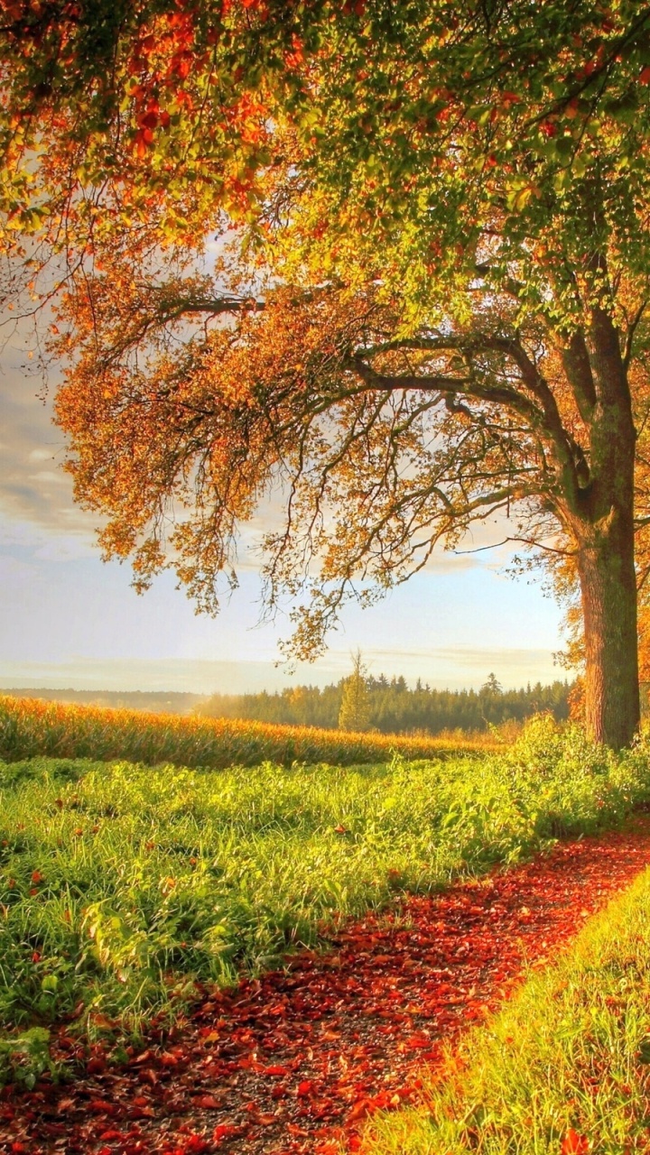Red and Yellow Leaves on Ground Near Body of Water During Daytime. Wallpaper in 720x1280 Resolution