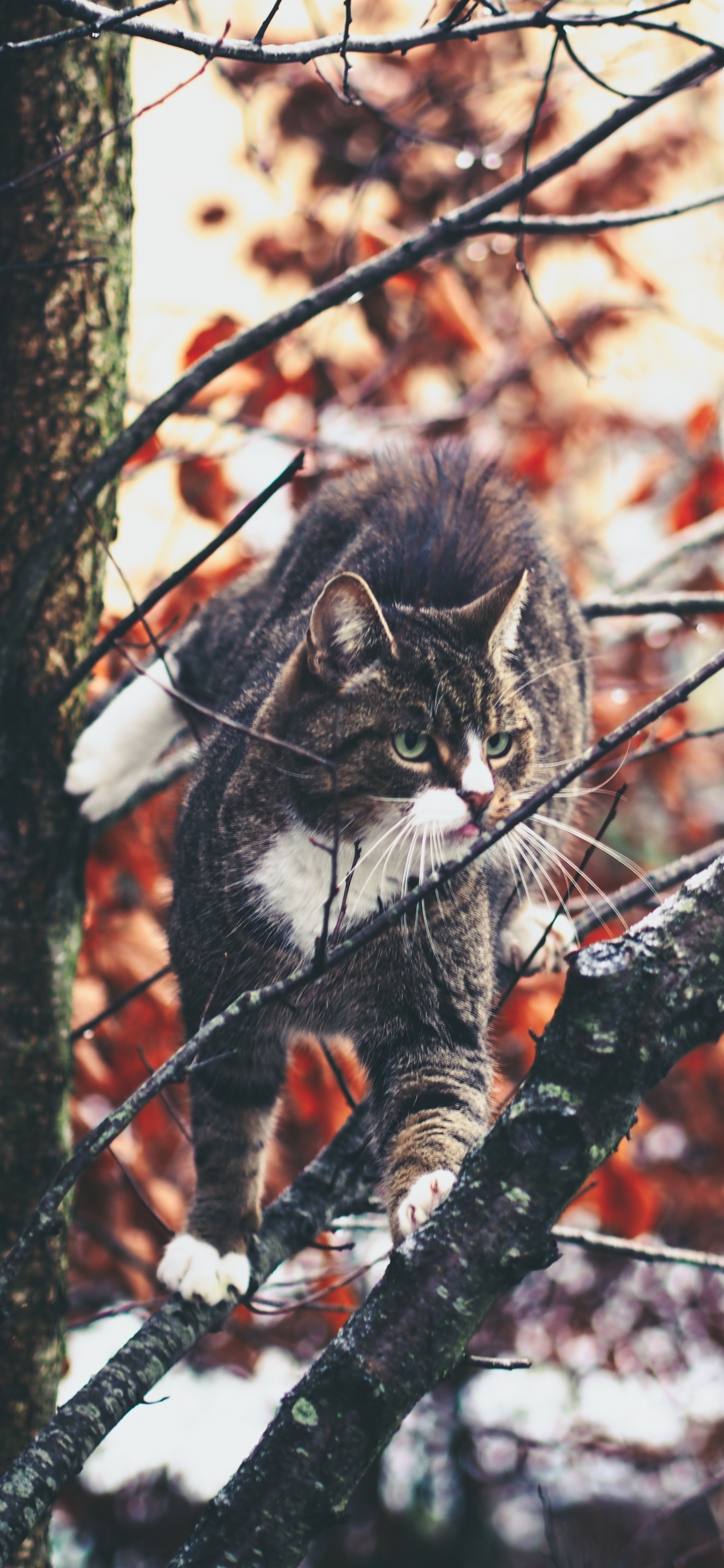 Chat Tigré Brun Sur Une Branche D'arbre. Wallpaper in 1125x2436 Resolution