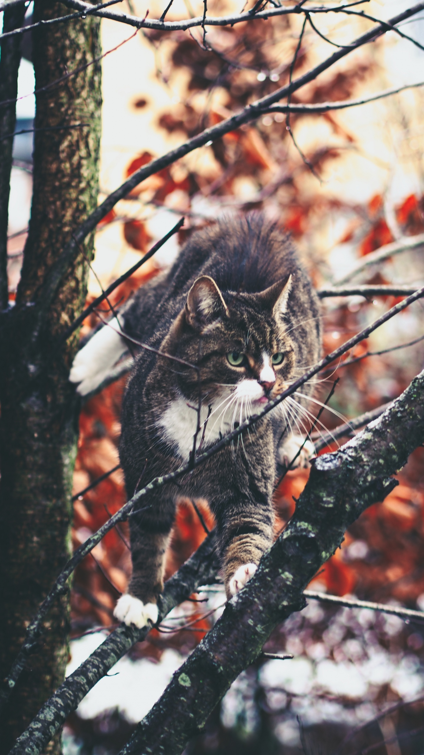 Chat Tigré Brun Sur Une Branche D'arbre. Wallpaper in 1440x2560 Resolution