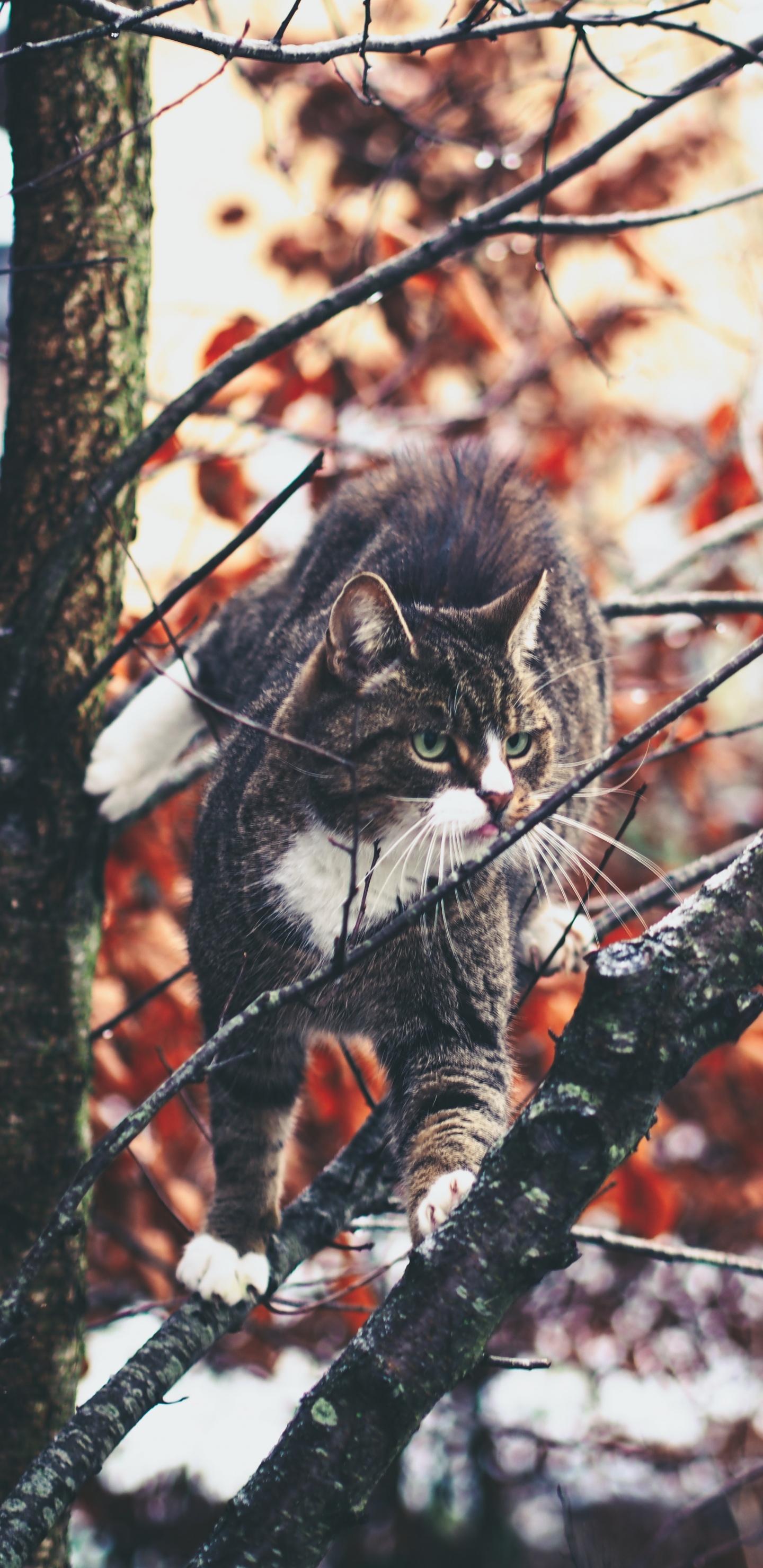 Gato Atigrado Marrón en la Rama de un Árbol. Wallpaper in 1440x2960 Resolution