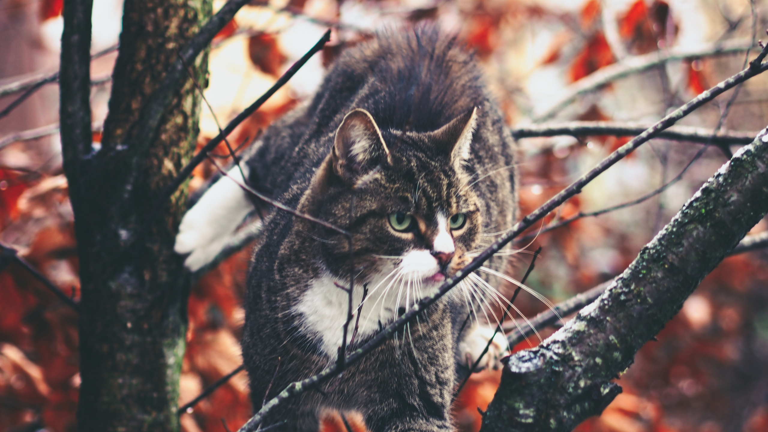 Gato Atigrado Marrón en la Rama de un Árbol. Wallpaper in 2560x1440 Resolution