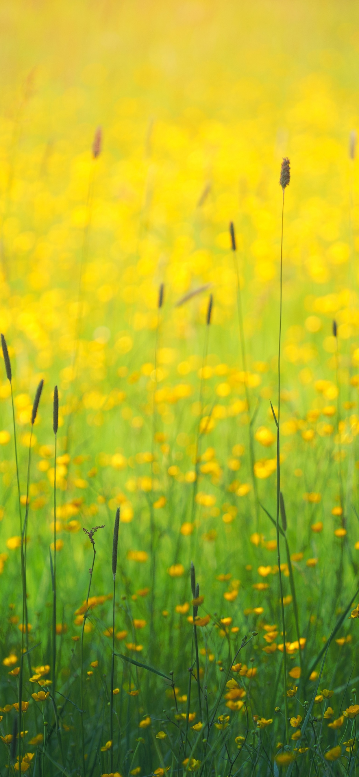Flower, Yellow, Plant, Water, People in Nature. Wallpaper in 1242x2688 Resolution