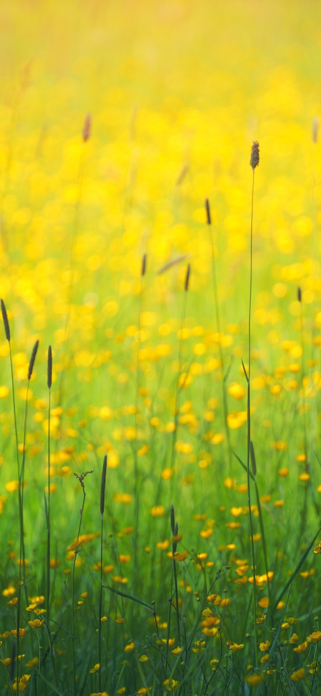 Gelb, Wasser, Menschen in Der Natur, Naturlandschaft, Gras. Wallpaper in 1125x2436 Resolution