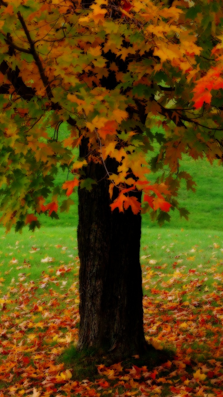 Red and Green Leaves on Ground. Wallpaper in 720x1280 Resolution