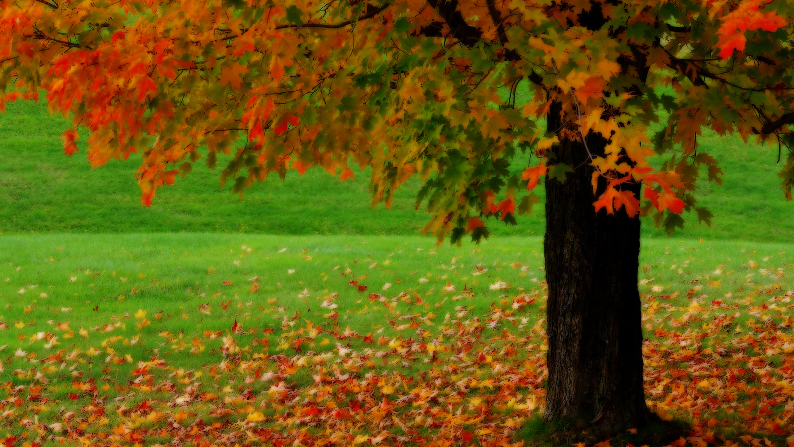 Feuilles Rouges et Vertes au Sol. Wallpaper in 2560x1440 Resolution