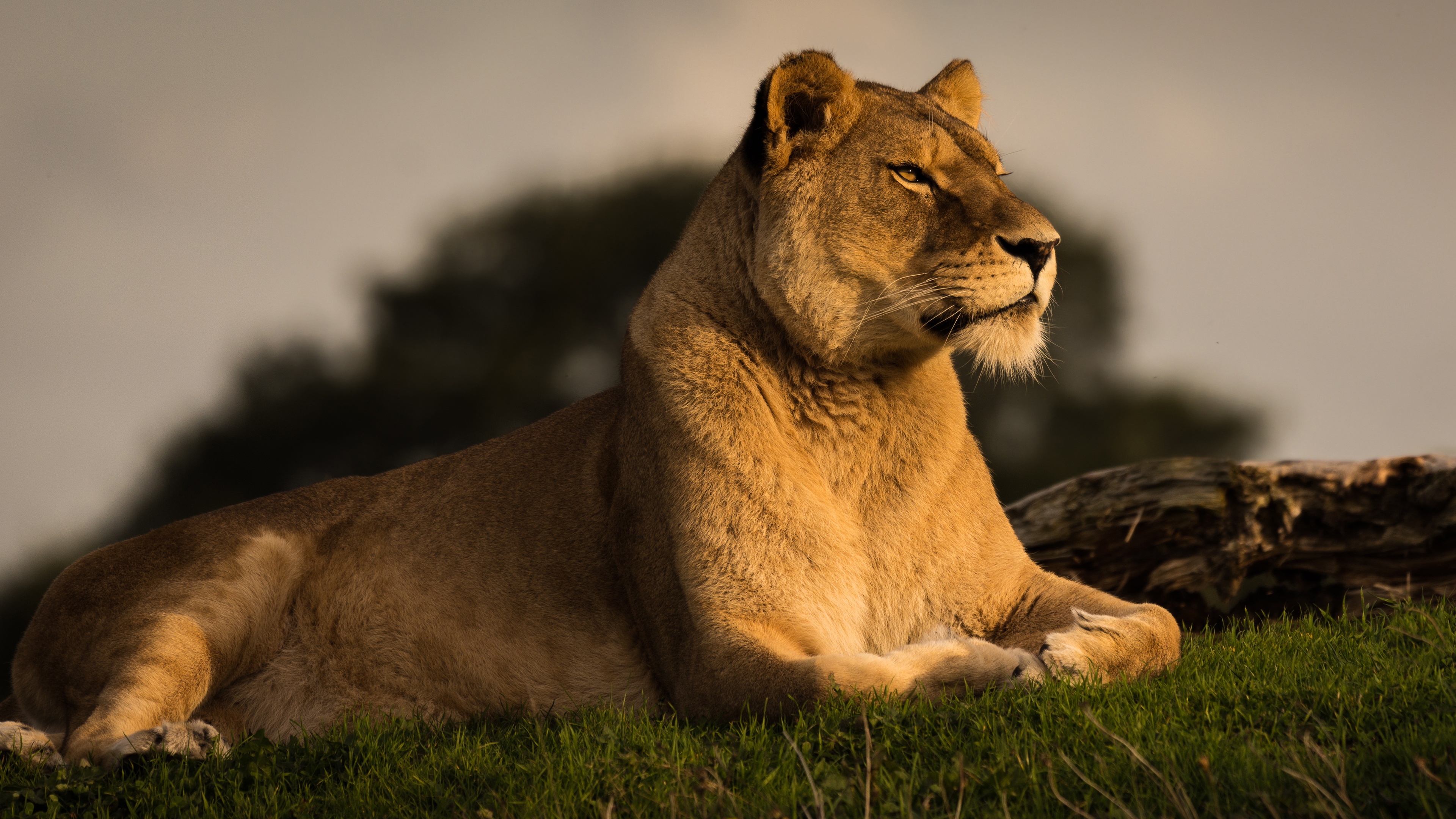 Brown Lioness Lying on Black Rock During Daytime. Wallpaper in 3840x2160 Resolution