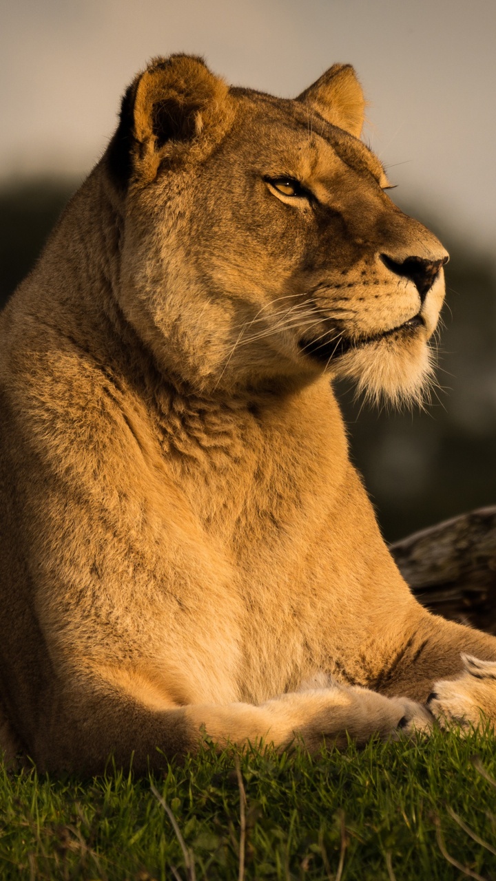 Brown Lioness Lying on Black Rock During Daytime. Wallpaper in 720x1280 Resolution