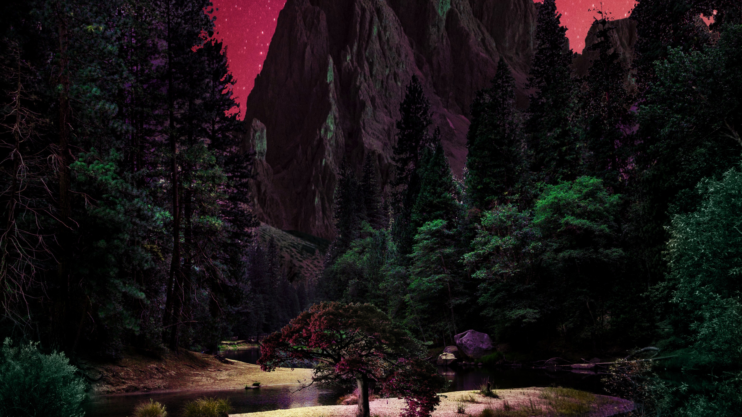 性质, 自然景观, 自然环境, 落叶松 壁纸 2560x1440 允许