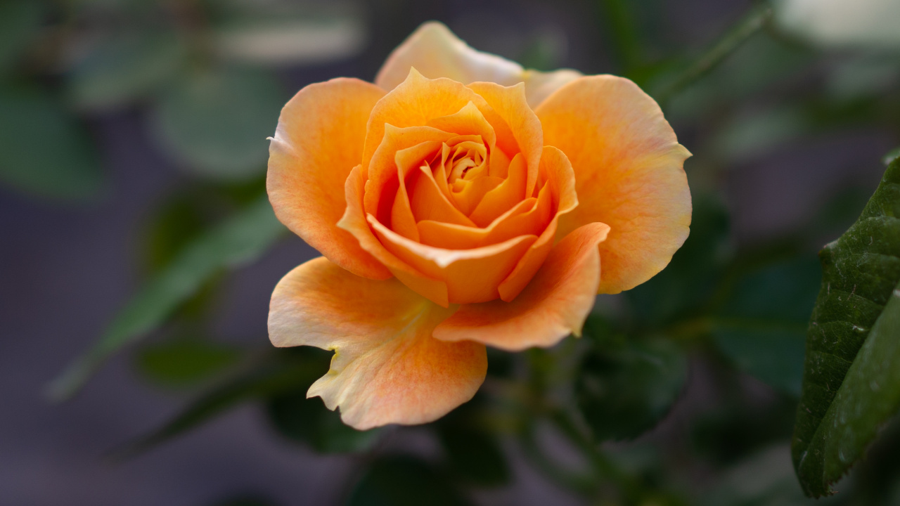 Gelbe Rose Blüht Tagsüber. Wallpaper in 1280x720 Resolution