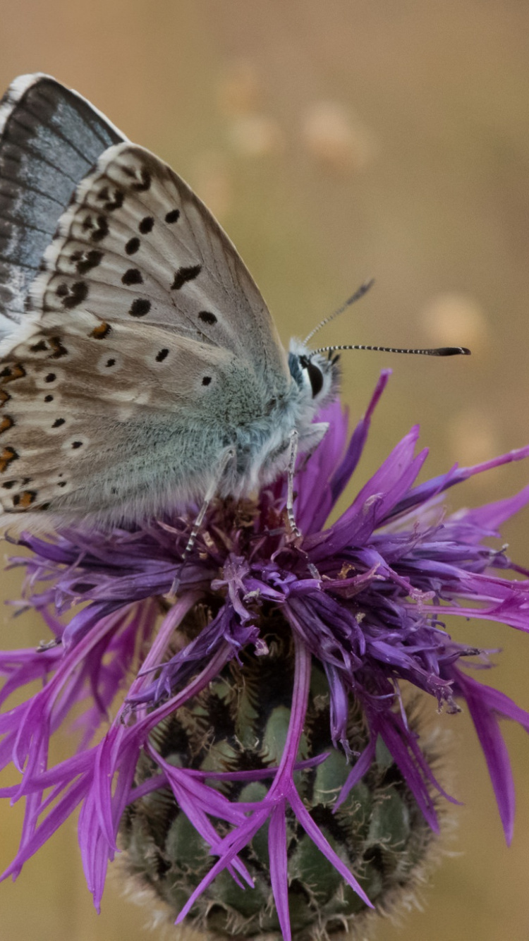 Papillon Marron et Blanc Perché Sur Une Fleur Pourpre en Photographie Rapprochée Pendant la Journée. Wallpaper in 750x1334 Resolution