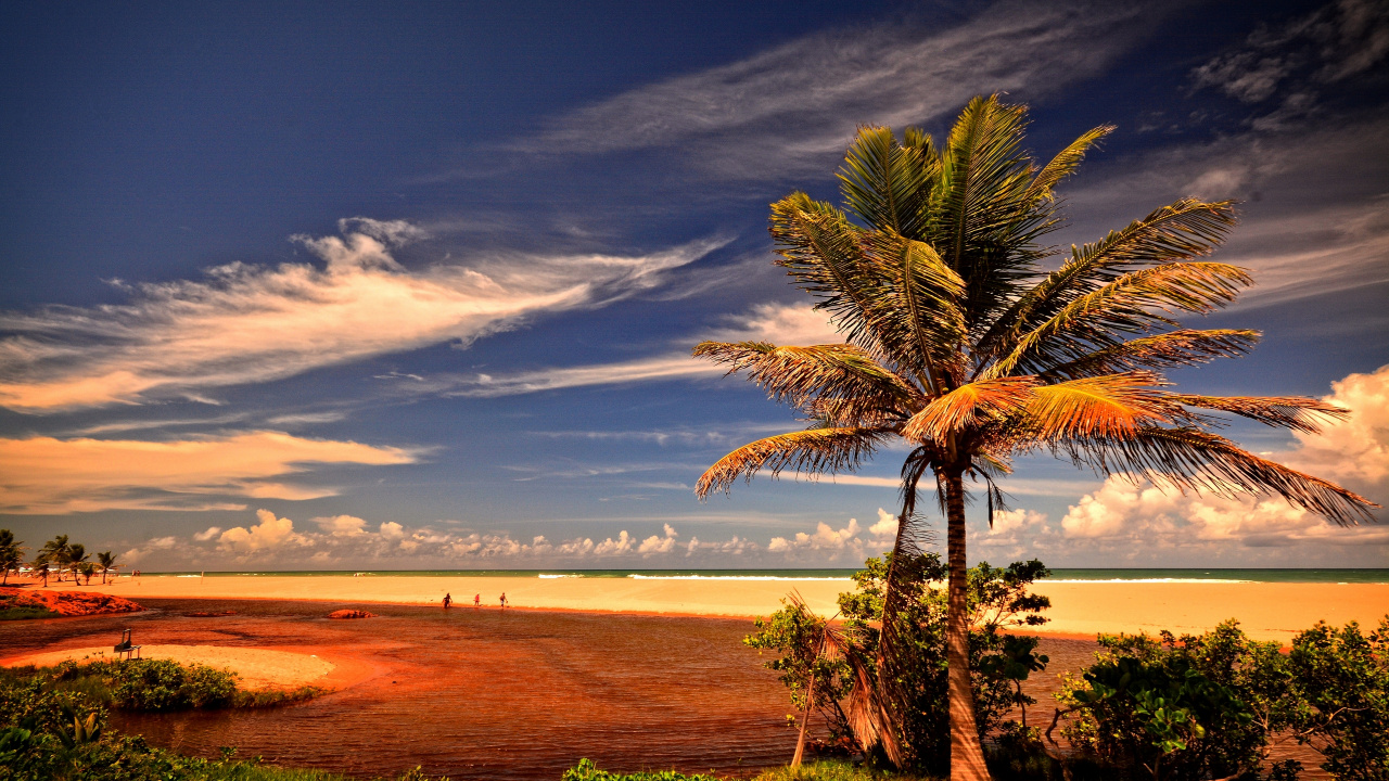 Palm Tree on Beach Shore During Daytime. Wallpaper in 1280x720 Resolution