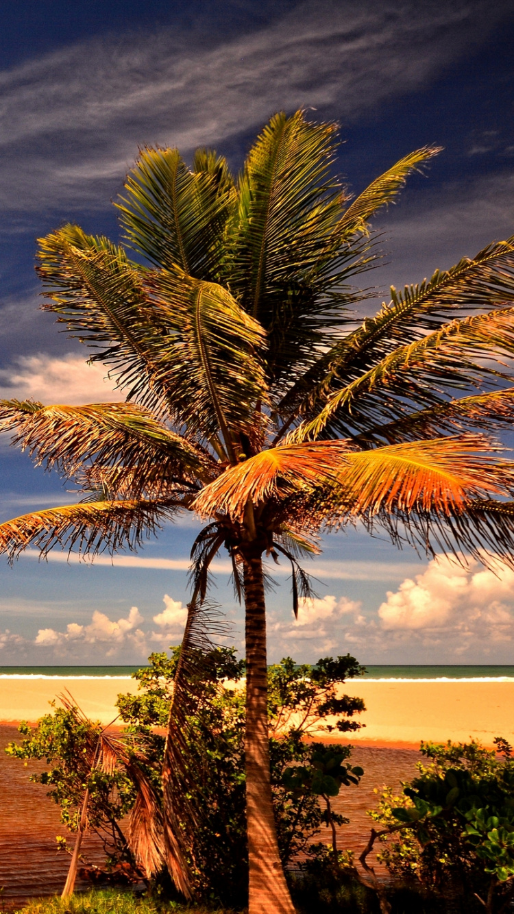 Palm Tree on Beach Shore During Daytime. Wallpaper in 750x1334 Resolution
