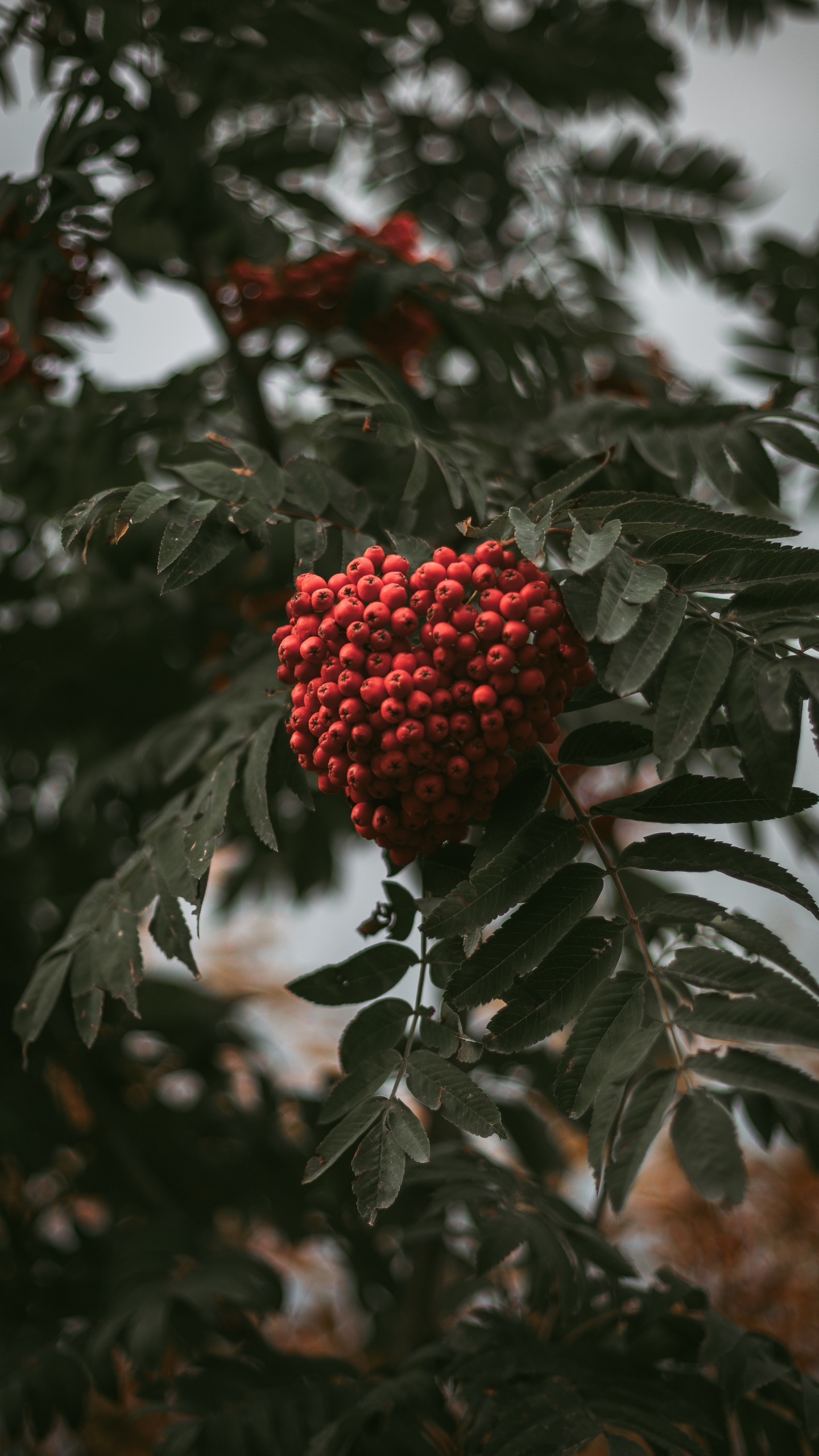 Staude, Baum, Eberesche, Botanik, Berry. Wallpaper in 1440x2560 Resolution