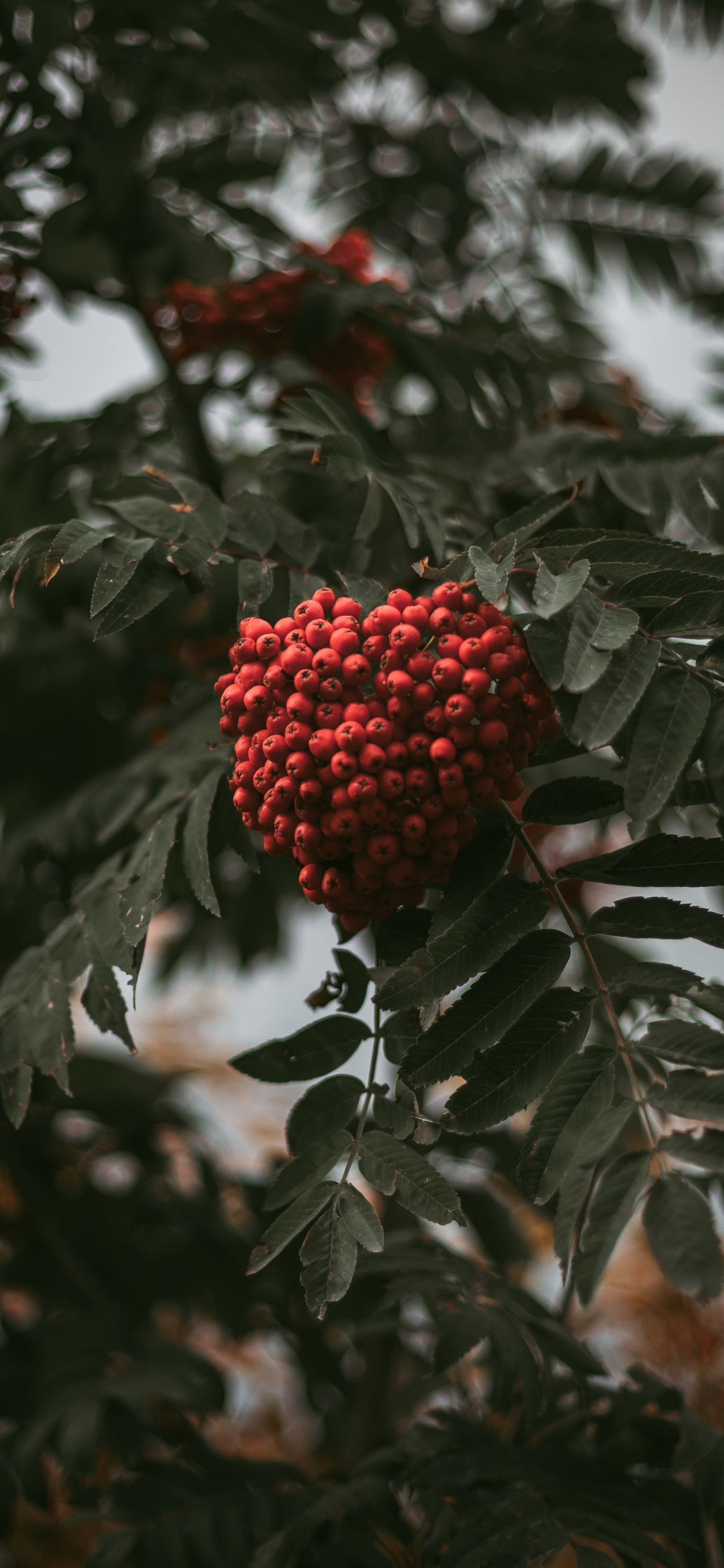 Shrub, Plant, Flower, Tree, Rowan. Wallpaper in 1125x2436 Resolution