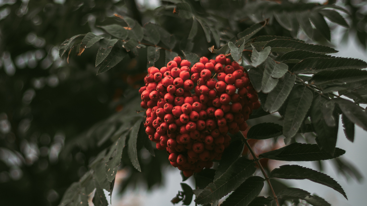 Shrub, Plant, Flower, Tree, Rowan. Wallpaper in 1280x720 Resolution