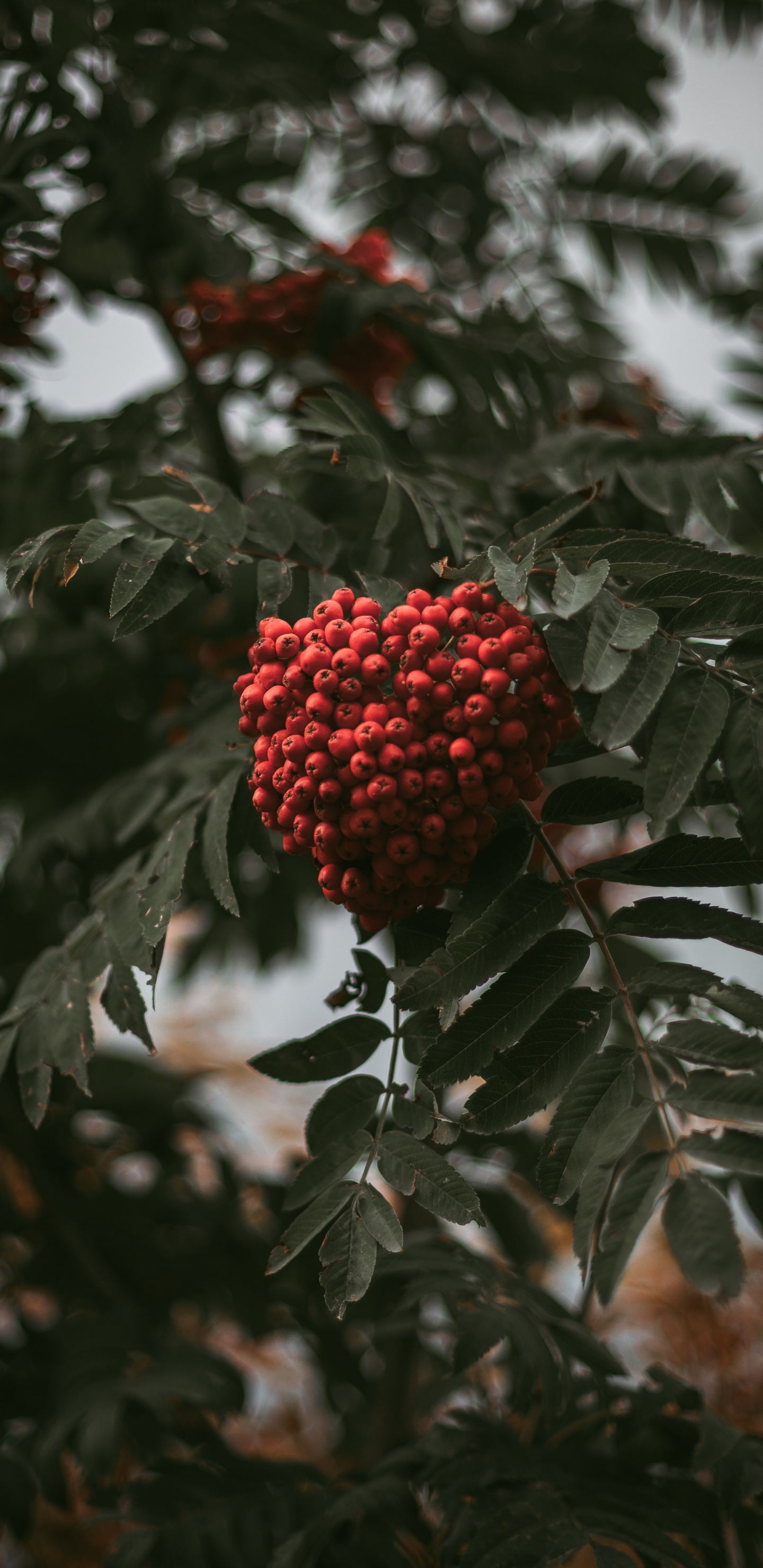 Shrub, Plant, Flower, Tree, Rowan. Wallpaper in 1440x2960 Resolution