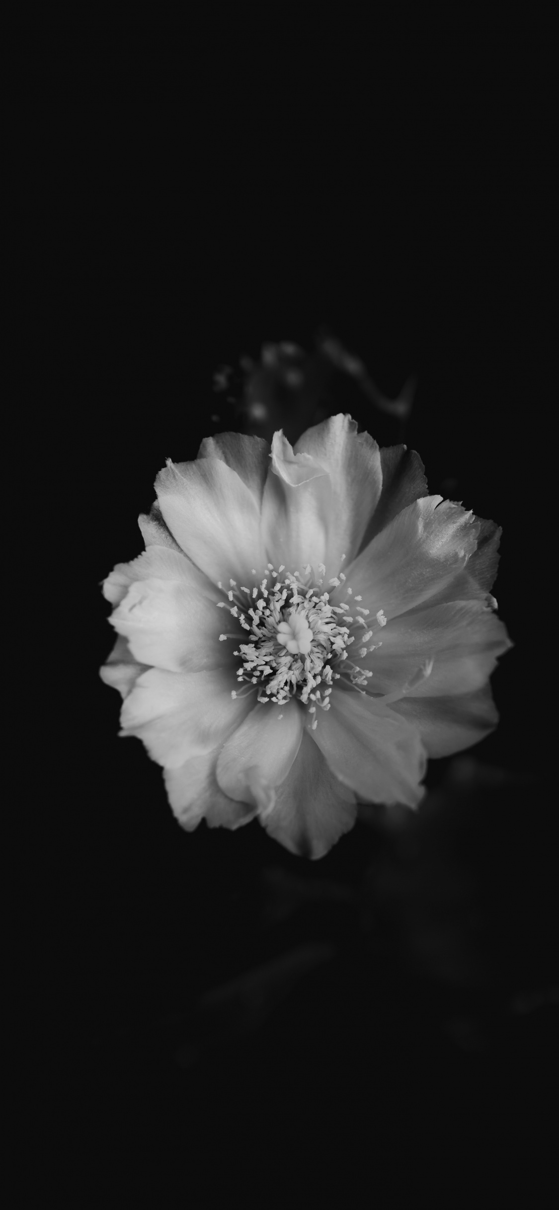 Photo en Niveaux de Gris D'une Fleur Blanche. Wallpaper in 1125x2436 Resolution